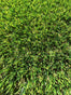 Adore 50mm Artificial Grass - Trade 4 Less - Building Supplies UK