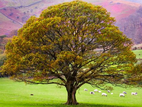 Tree Surveys - Trade 4 Less - Building Supplies UK